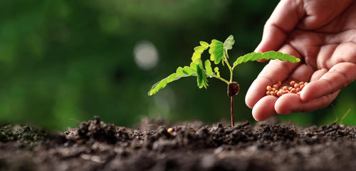 Plant based Omega3 meet human needs